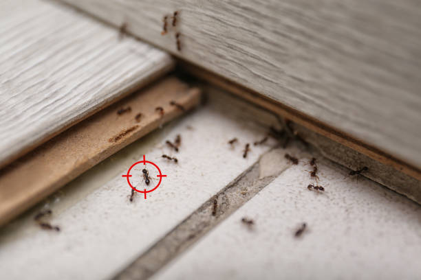 Best Cockroach Control Services  in Sho Creek, AL