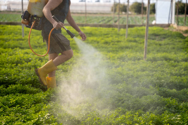 Wasp Removal Services in Shoal Creek, AL