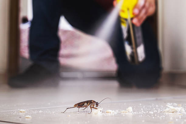 Best Wasp Removal Services  in Sho Creek, AL